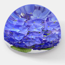 Hydrangea azul