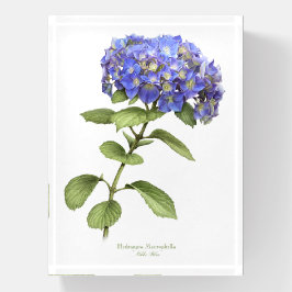 Pisapapeles Hydrangea azul