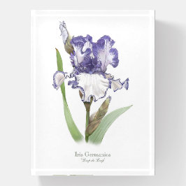 Pisapapeles Iris rufado morado