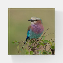 Lilac Roller Regalo Perforable