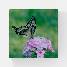 Mariposa En Papel De Flores Rosa