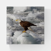 Papel de águila calva