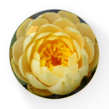 Papel de flores de lirio de agua
