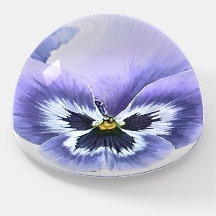 Púrpura Cara de Pansy