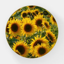 Sensación de girasol