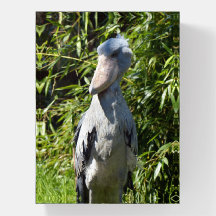 Shoebill (Balaeniceps rex)
