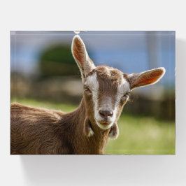 Pisapapeles Togenburg Dairy Goat Kid