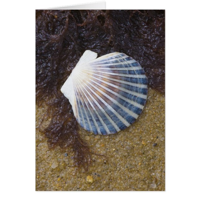 Piscina de marea (Frente)