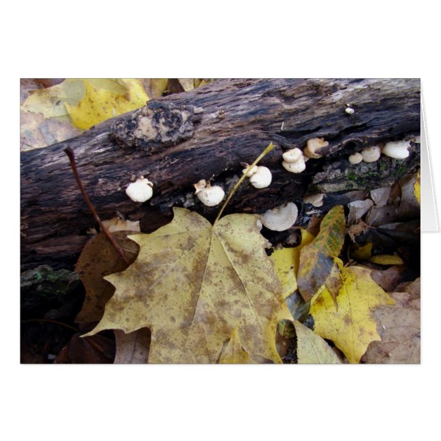 Piso de bosque (Anverso (Horizontal))