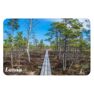 Pista de madera sobre imán de ciénaga