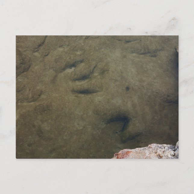 Pistas de dinosaurios en Texas 5 postales (Anverso)