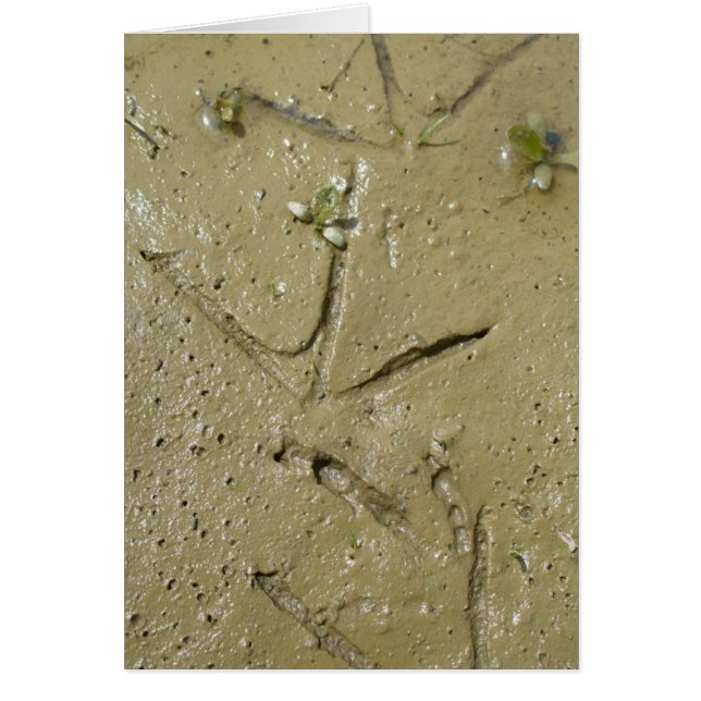 Pistas de matadero (Frente)