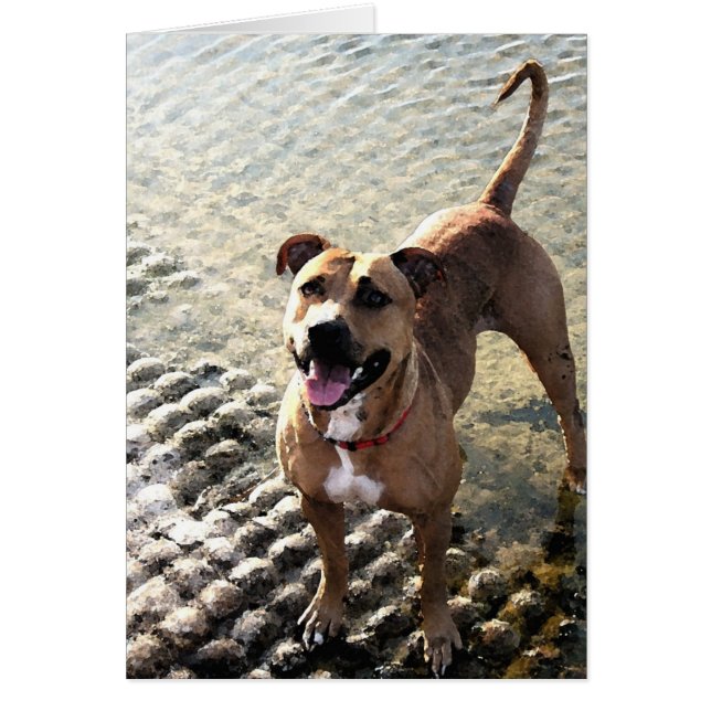 Pit Bull Terrier (Frente)
