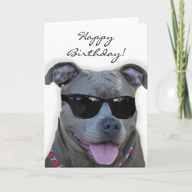 Pitbull azul del feliz cumpleaños con la tarjeta (Anverso)