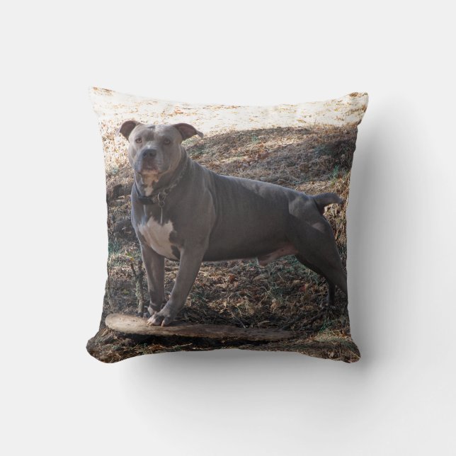 Pitbull con almohada de patineta (Anverso)