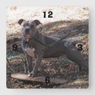 Pitbull con el reloj de pared numerado monopatín