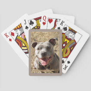 Pitbull Con Grandes Cartas De Sonrisa