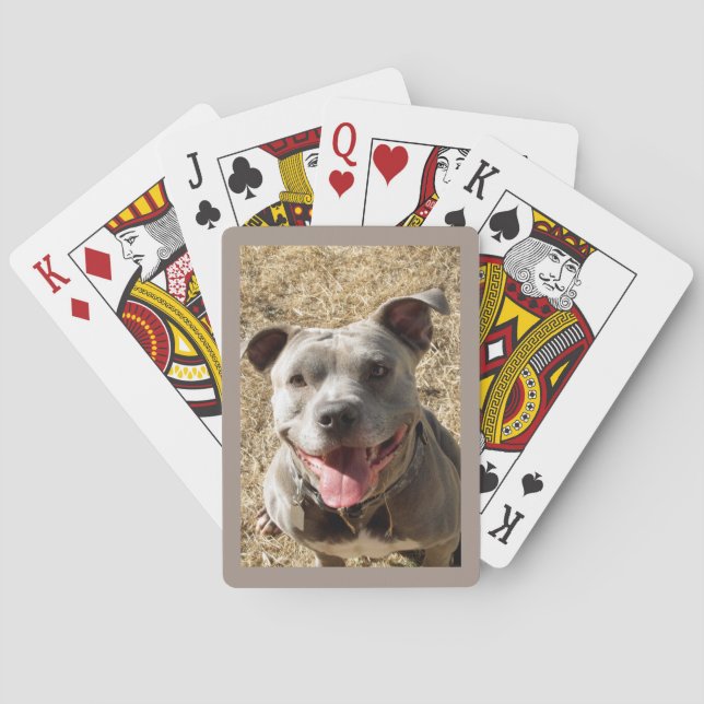 Pitbull Con Grandes Cartas De Sonrisa (Reverso)