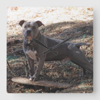 Pitbull con reloj de pared de skateboard