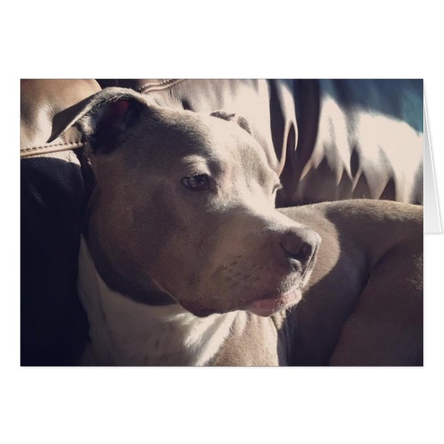 Pitbull = Guapo (Anverso (Horizontal))