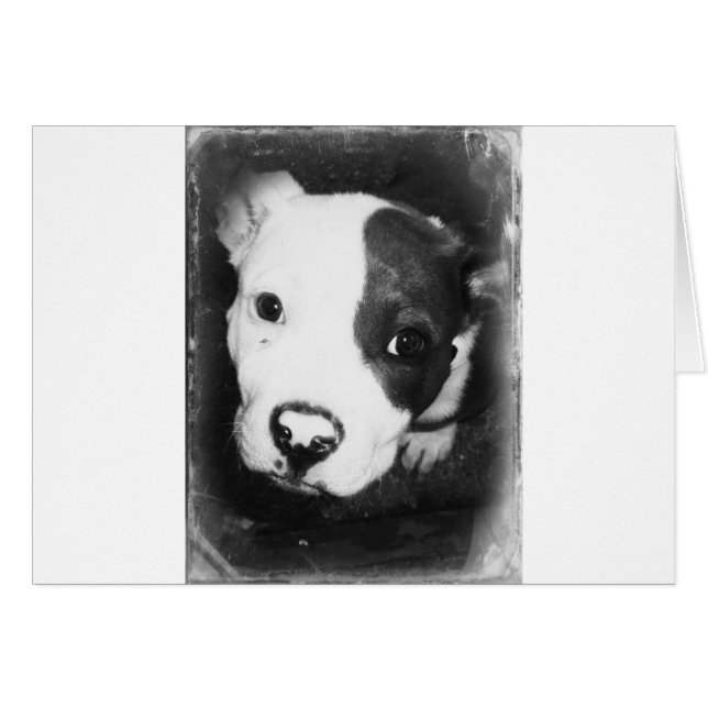 Pitbull Nose Blue Nose (Anverso (Horizontal))