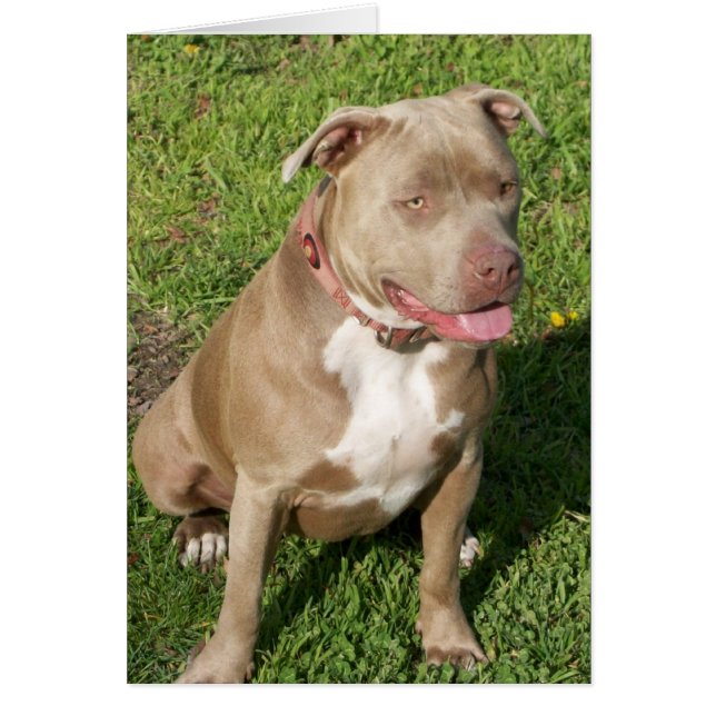 Pitbull pacífico (Frente)