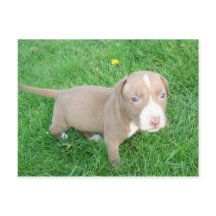 PITBULL PUPPY EN LA TARJETA POSTAL GRIS