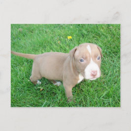 PITBULL PUPPY EN LA TARJETA POSTAL GRIS