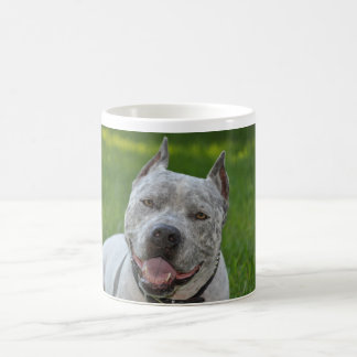 pitbull sharky de la buena mañana de la taza del