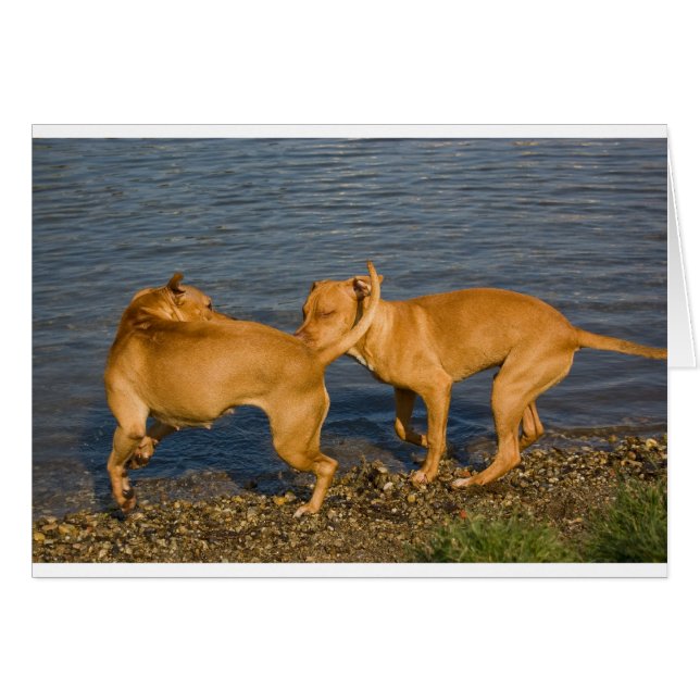 pitbulls en amor (Anverso (Horizontal))