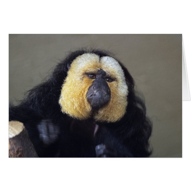 Pithecia pithecia (Anverso (Horizontal))