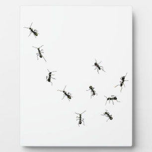 placa de 10 hormigas