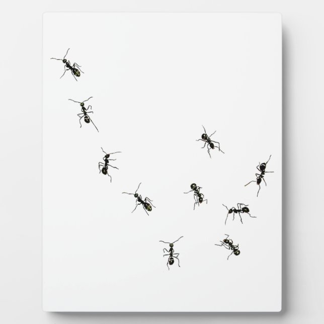 placa de 10 hormigas (Frente)