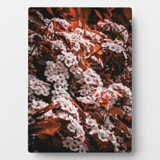 Placa de flores de tabletas