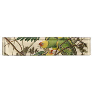 Placa De Nombre Ilustracion Audubon Carolina Parrot Bird