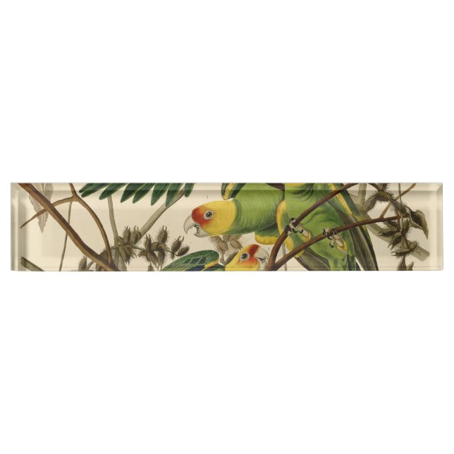Placa De Nombre Ilustracion Audubon Carolina Parrot Bird (Anverso)