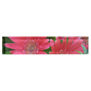 Placa De Nombre Margarita rosada del Gerbera