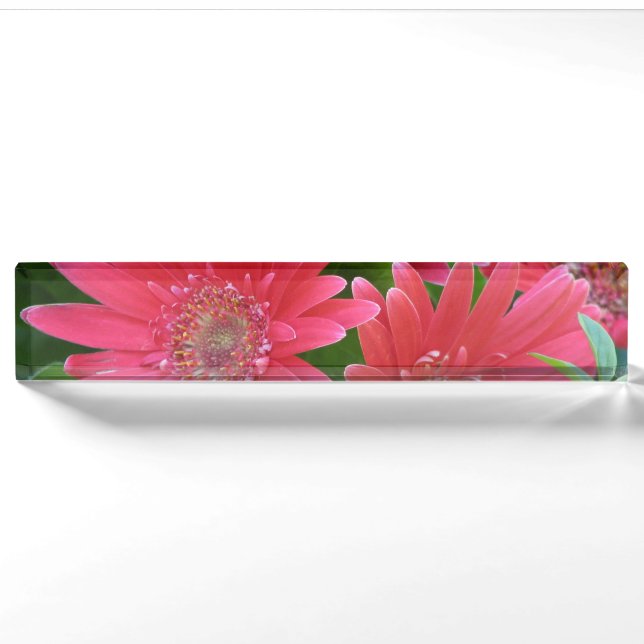 Placa De Nombre Margarita rosada del Gerbera (Anverso)