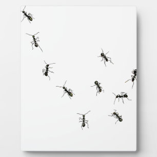 Placa Expositora 10 hormigas