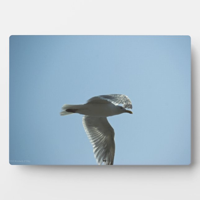 PLACA EXPOSITORA 2367 (Frente)