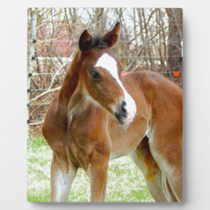 PLACA EXPOSITORA 2 CUTE HORSE FOAL BABY PONY