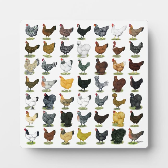 Placa Expositora 49 gallinas (Frente)