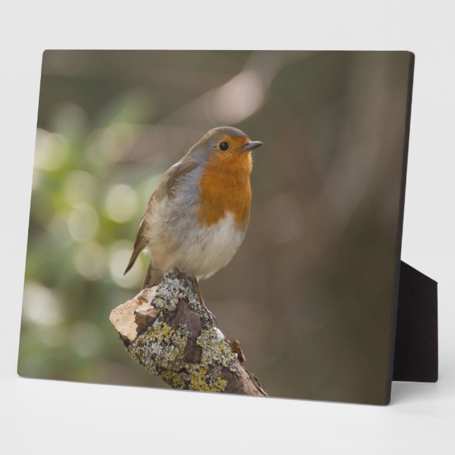 Placa Expositora 7.º burra (Lado)