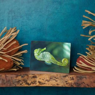 Placa Expositora A Beautiful Knysna Seahorse