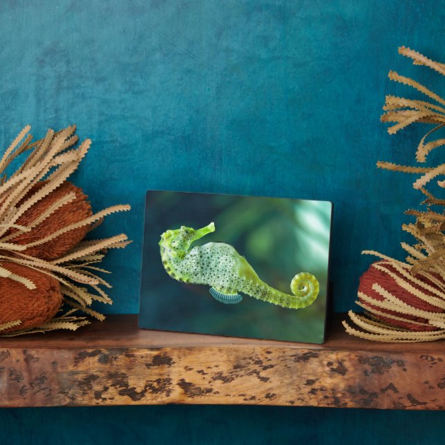 Placa Expositora A Beautiful Knysna Seahorse (Lado)