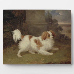 Placa Expositora A Blenheim Spaniel, c.1820-30 (aceite sobre lienzo