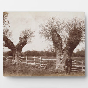 Placa Expositora A Hedgerow Tree, 1852 (huella de albumen)