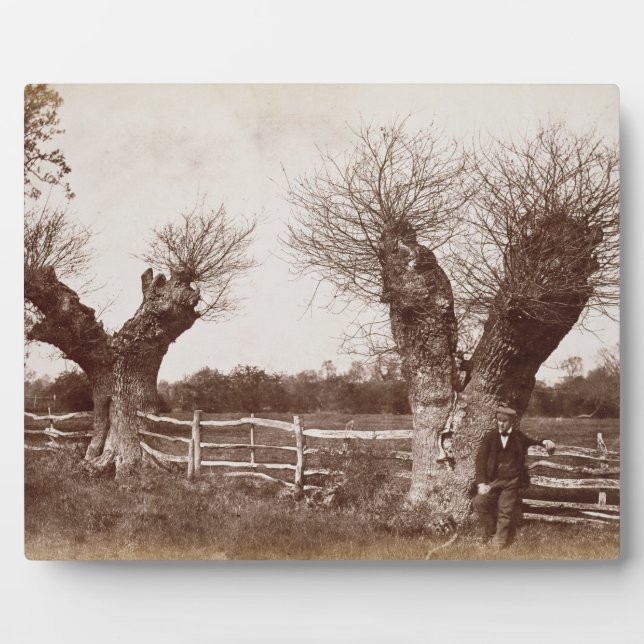 Placa Expositora A Hedgerow Tree, 1852 (huella de albumen) (Frente)