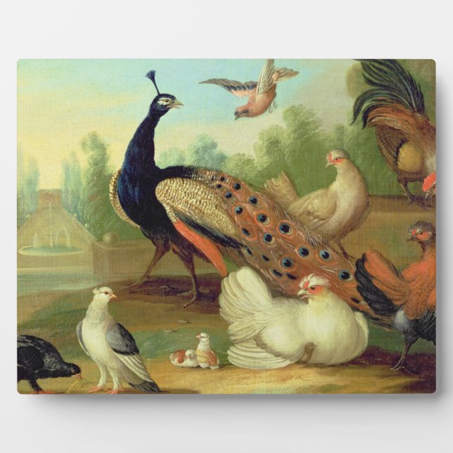 Placa Expositora A Peacock, Doves, Chickens and a Jay in a Park (Frente)