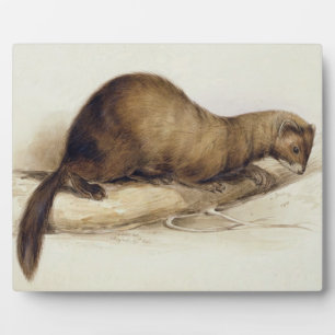 Placa Expositora A Weasel, 1832 (p/c, pluma, tinta, gouache y movim